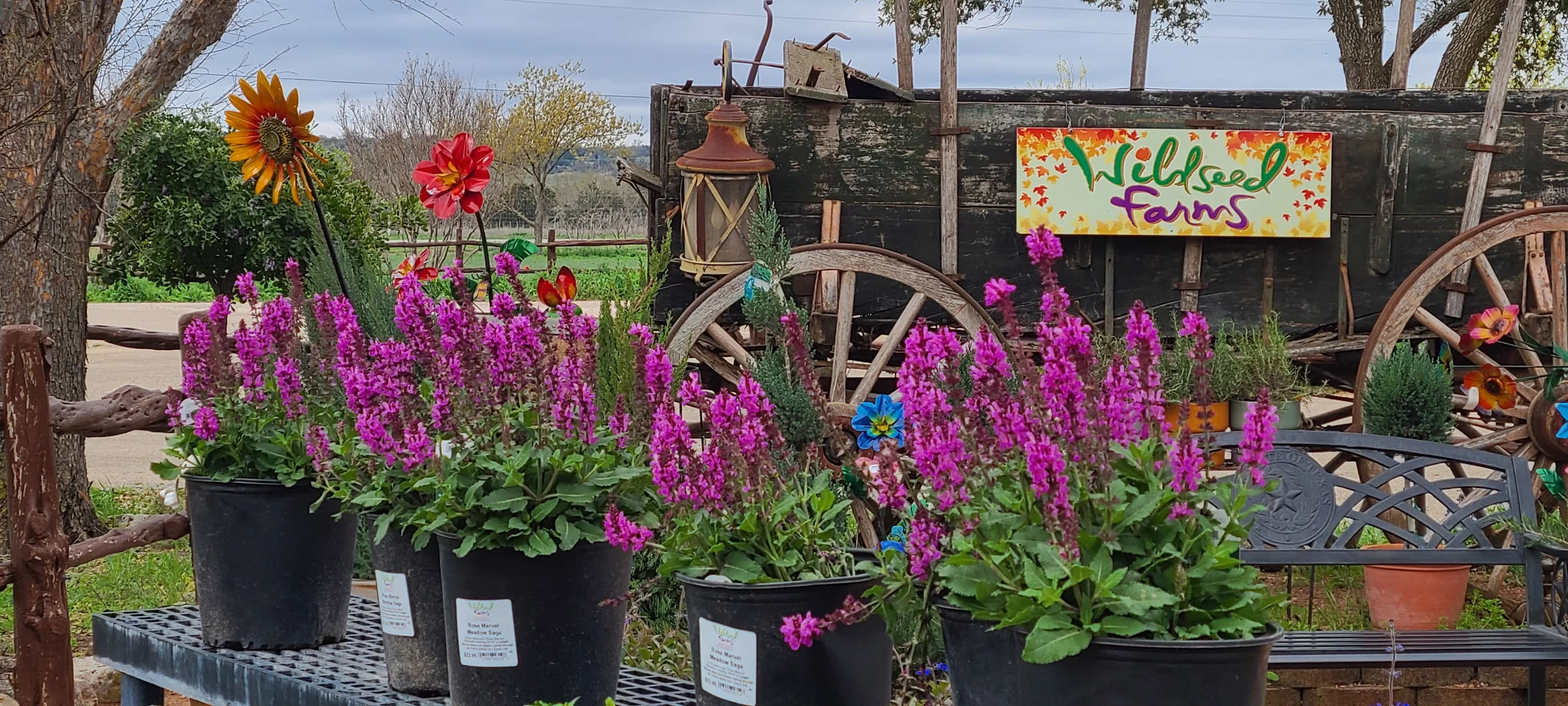 Sow the Beauty of Nature