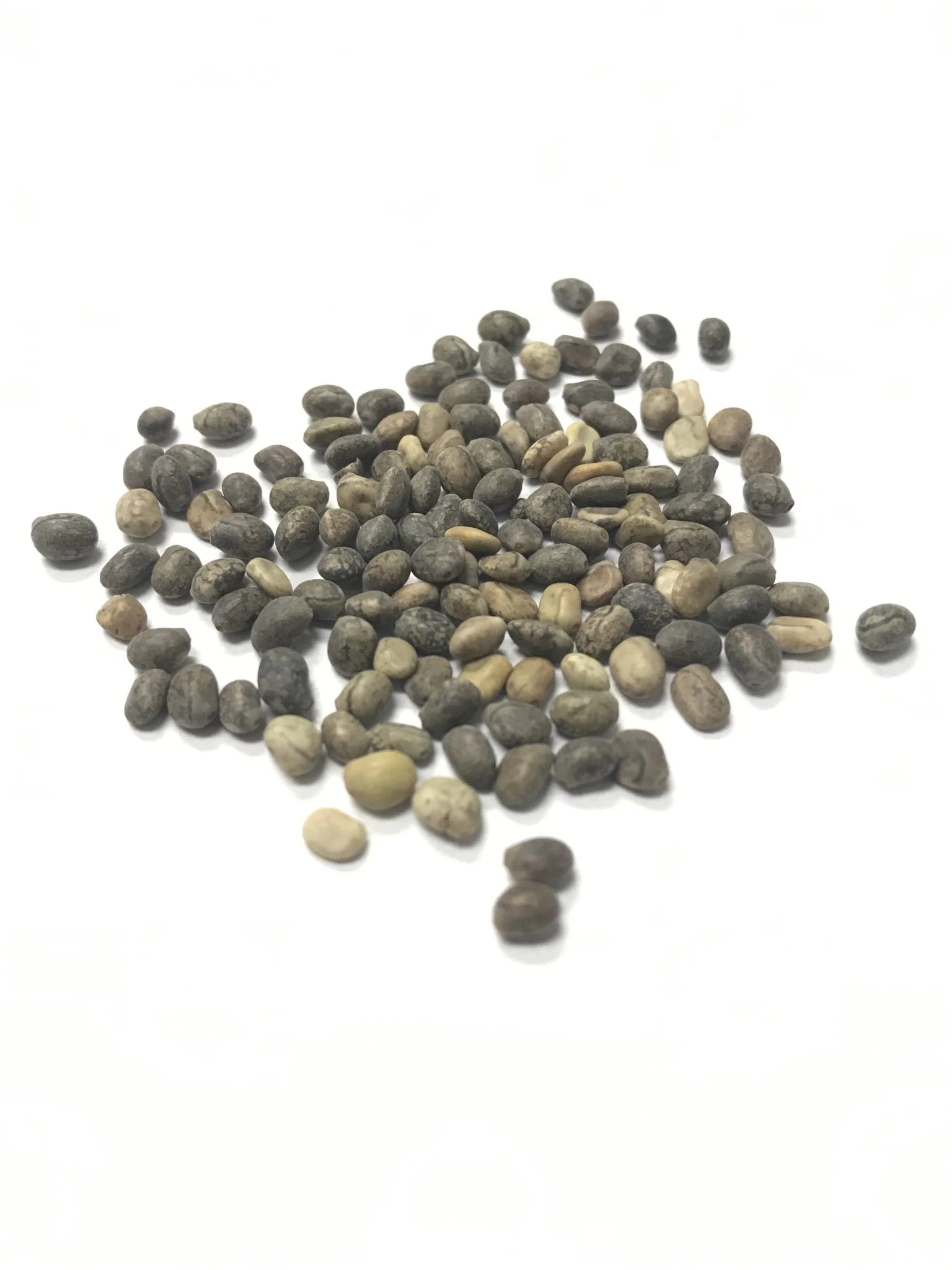 Arroyo Lupine - 3327 - Image 3