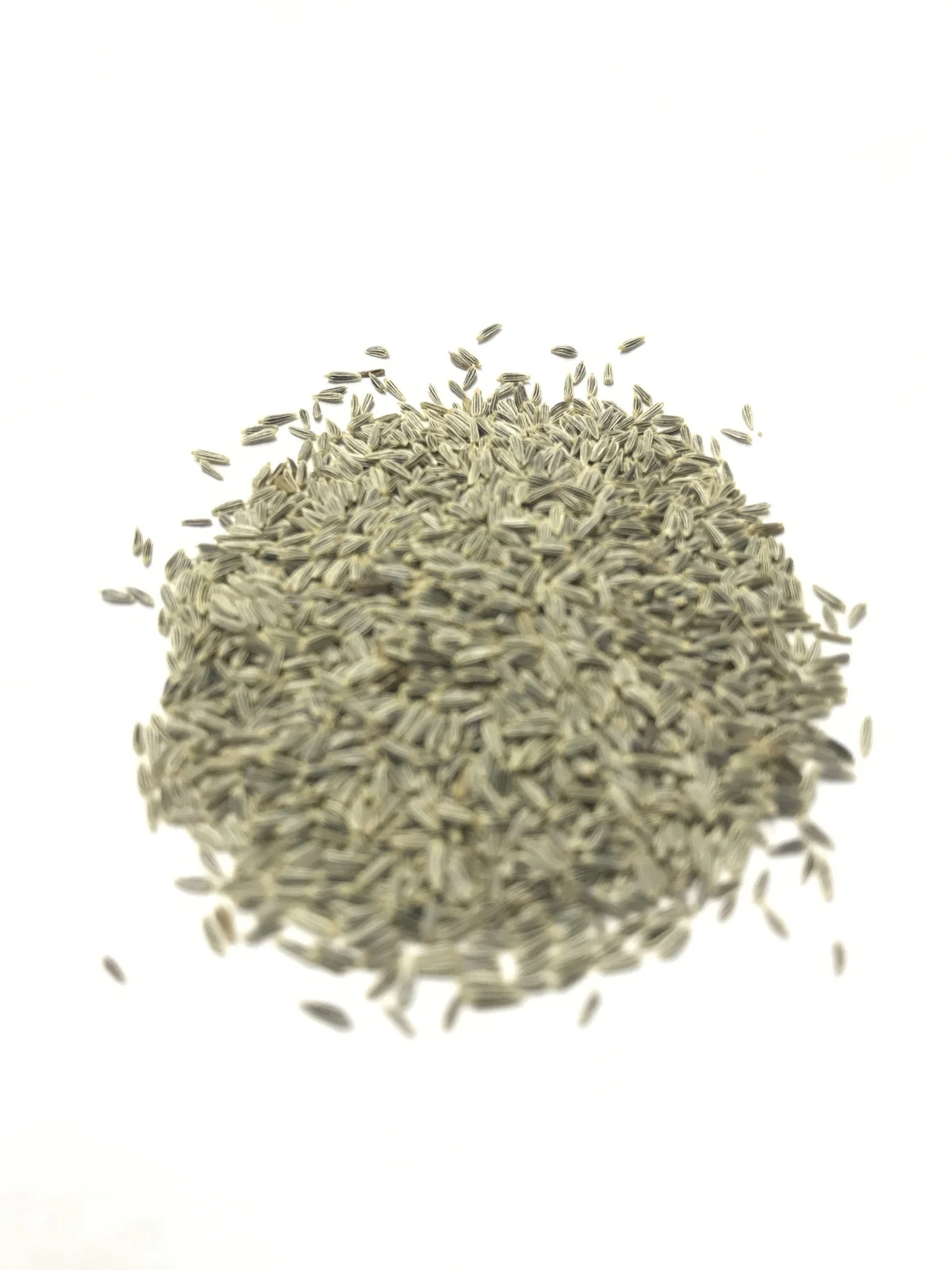 Ox-Eyed Daisy - 3206 - Image 3