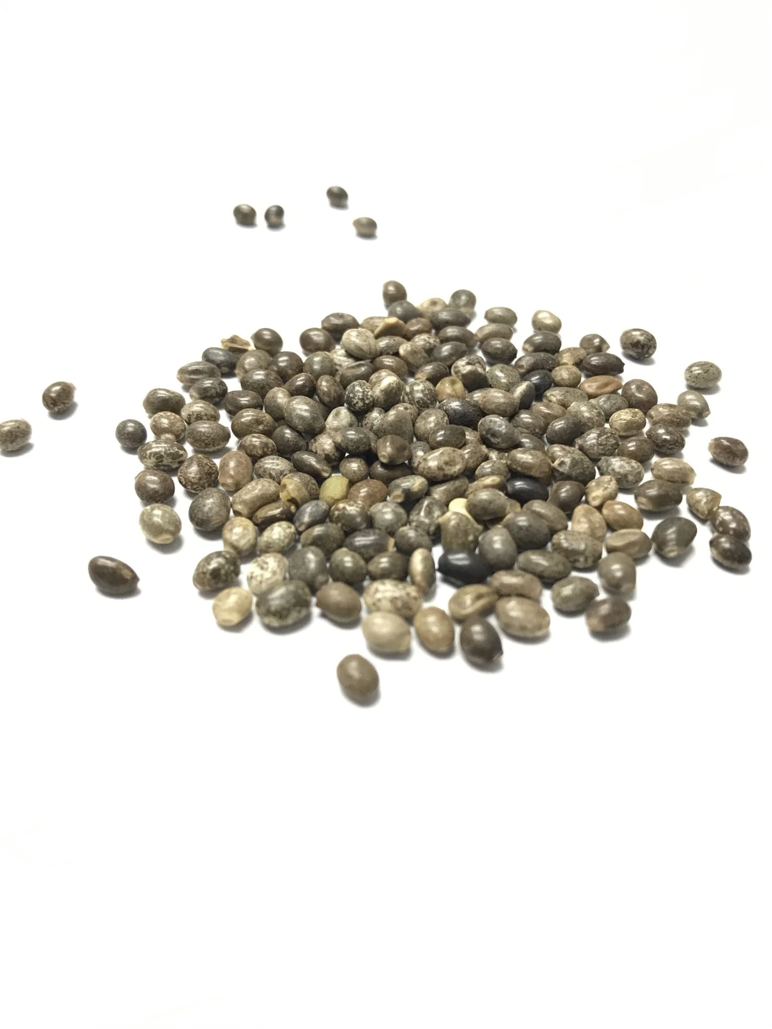 Perennial Lupine - 3248 - Image 3