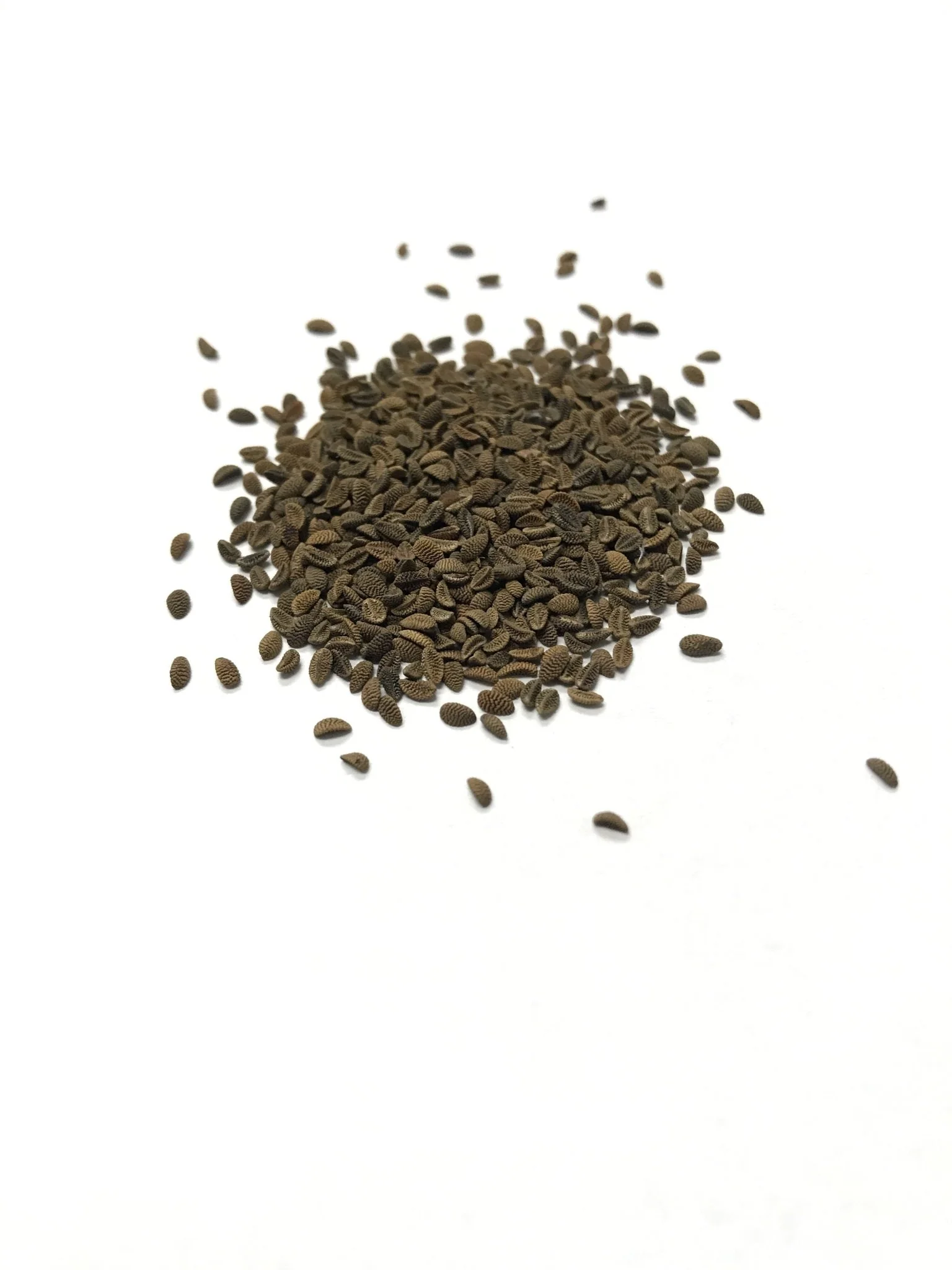 Purple Tansy/Lacy Phacelia - 3334 - Image 3