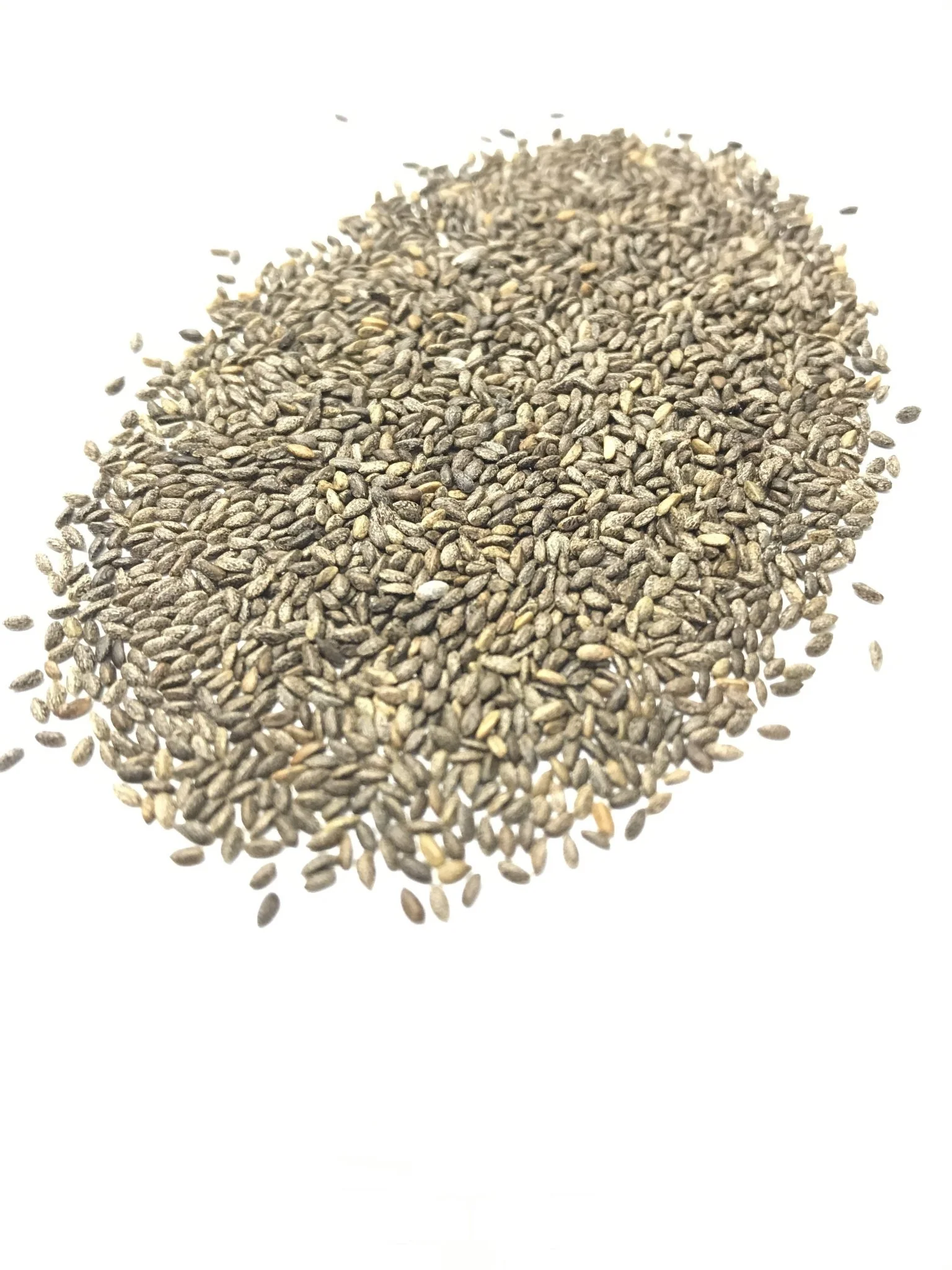 Scarlet Sage - 3240 - Image 3