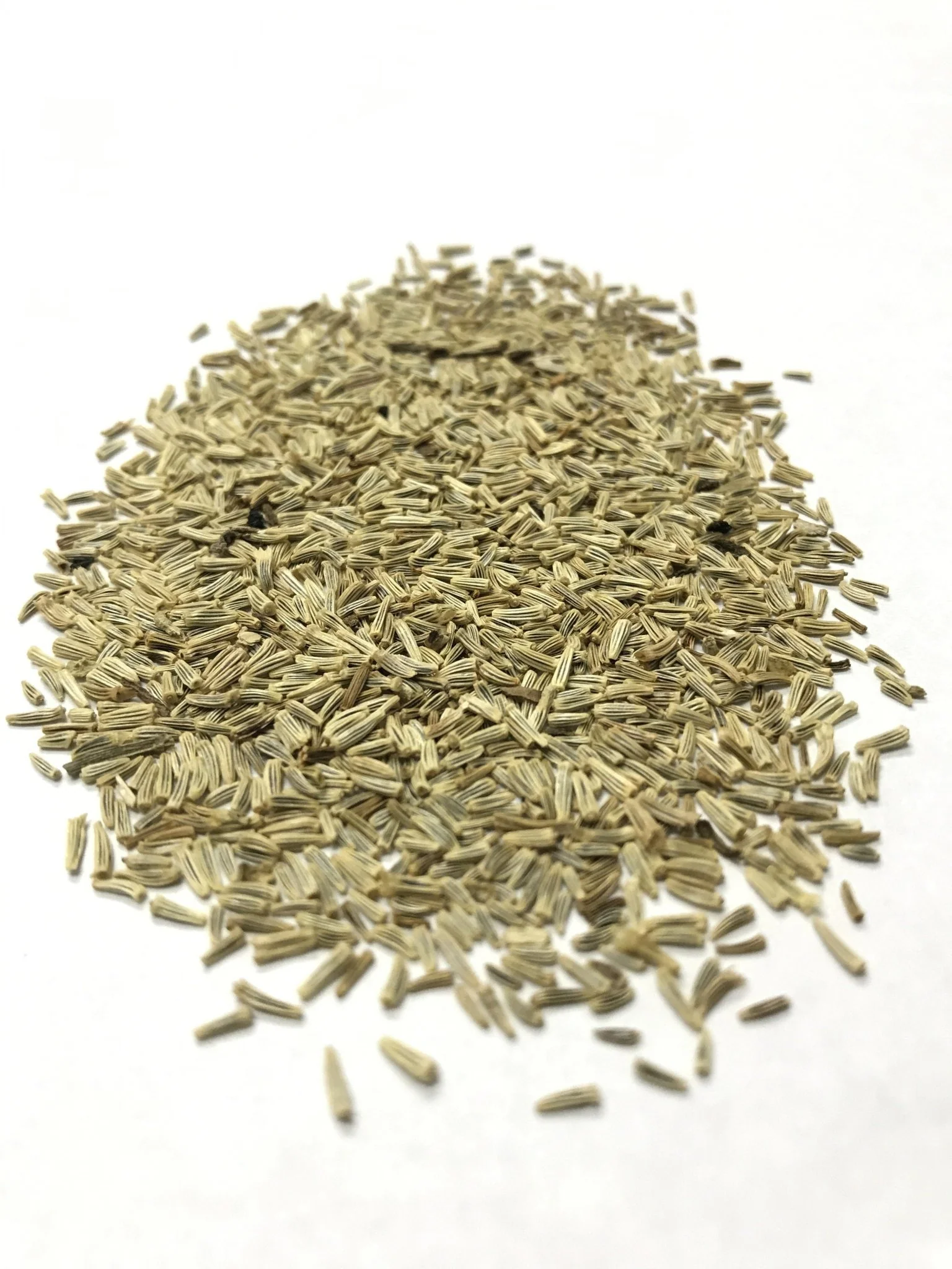 Shasta Daisy - 3207 - Image 3