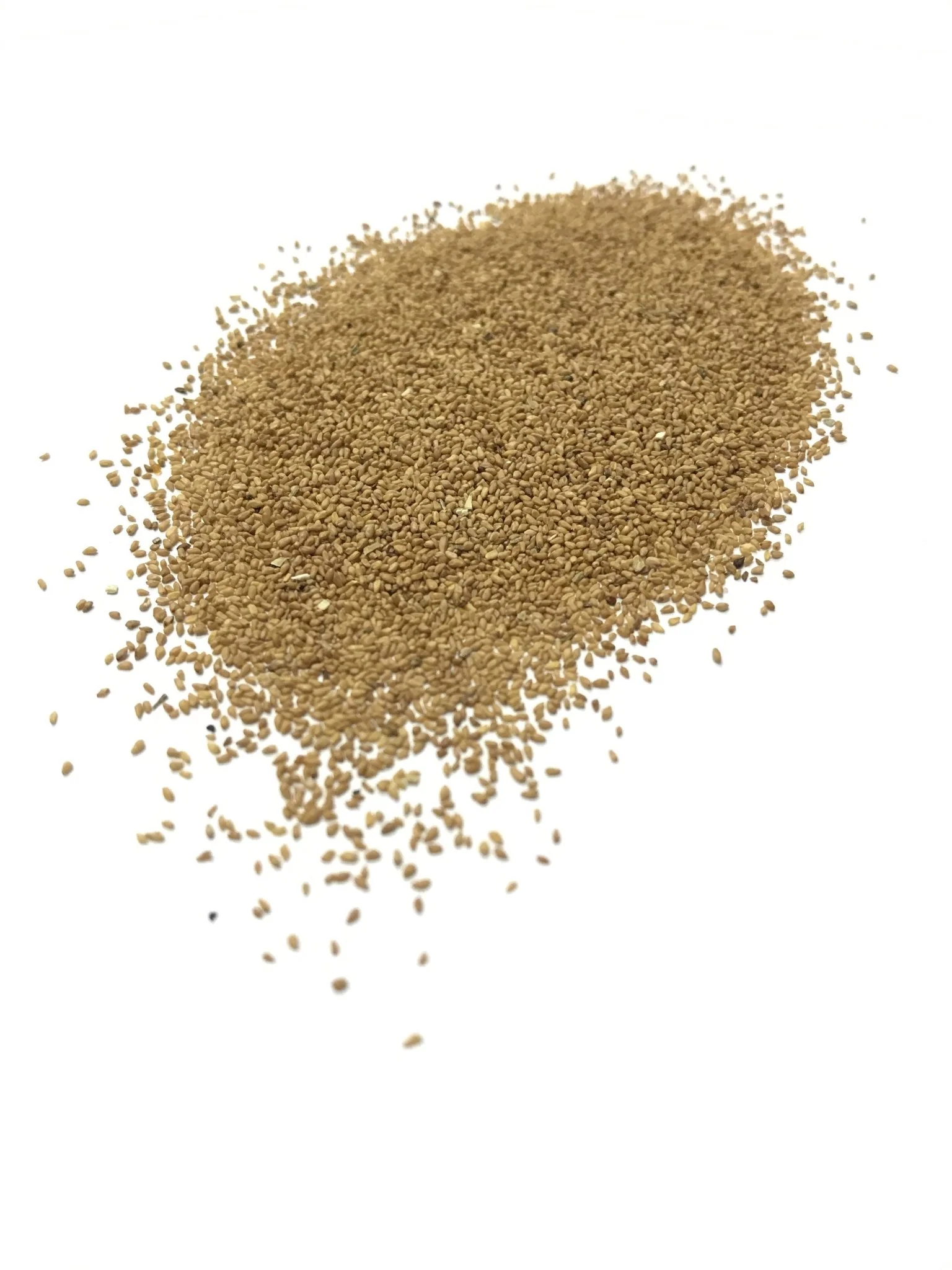 Showy Primrose - 3233 - Image 3